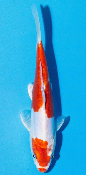 Koi 20-25cm Nr. 1985