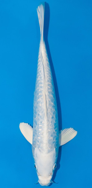 Koi 30-35cm Nr. 1077