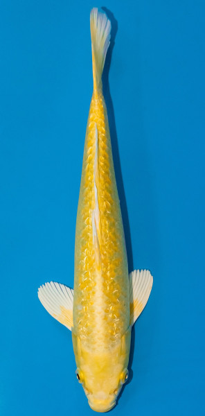Koi 30-35cm Nr. 1036