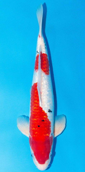 Koi 40-45cm Nr. 1541