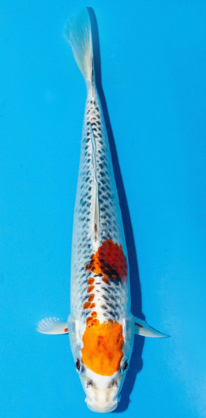 Koi 20-25cm Nr. 2000