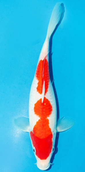 Koi 25-30cm Nr. 3601