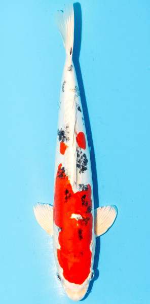 Koi 35-40cm Nr. 1322