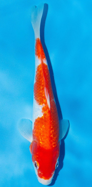 Koi 20-25cm Nr. 2039