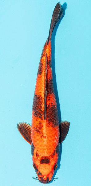 Koi 25-30cm Nr. 3638