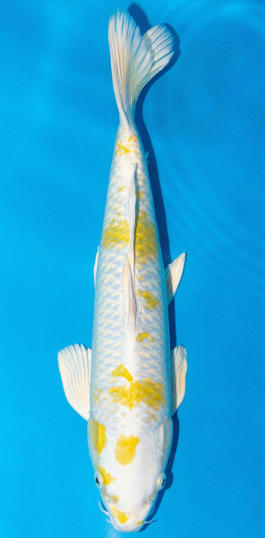 Koi 40-45cm Nr. 1555