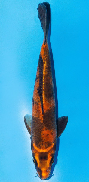 Koi 20-25cm Nr. 2041