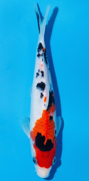 Koi 20-25cm Nr. 1968