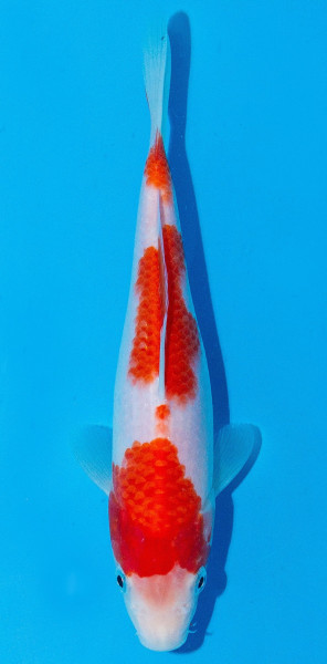 Koi 20-25cm Nr. 1973
