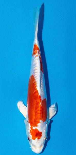 Koi 20-25cm Nr. 1920