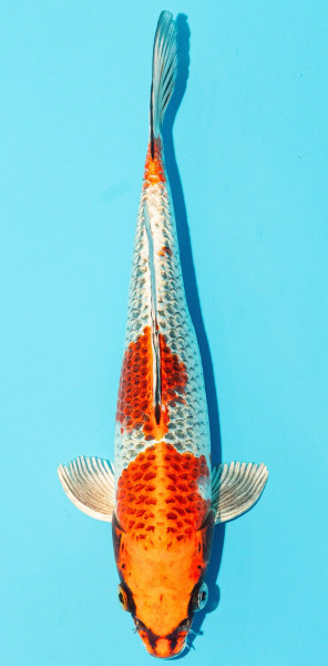 Koi 25-30cm Nr. 3634