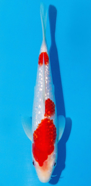 Koi 20-25cm Nr. 1999
