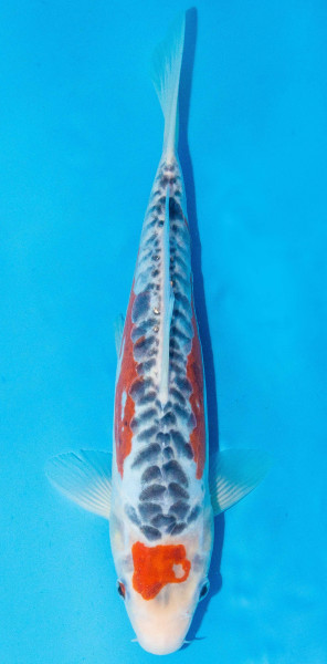 Koi 30-35cm Nr. 1085