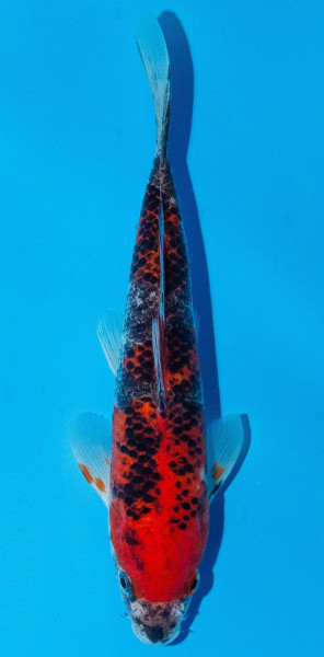 Koi 20-25cm Nr. 1921