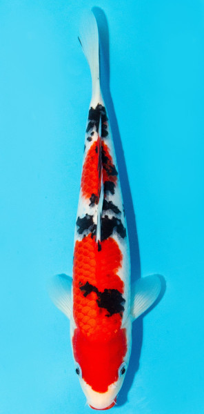 Koi 30-35cm Nr. 3976