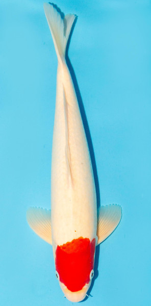 Koi 35-40cm Nr. 1329