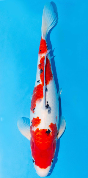 Koi 40-45cm Nr. 1507