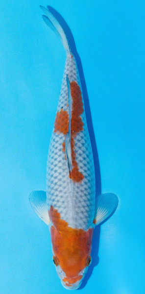 Koi 30-35cm Nr. 1097