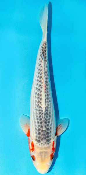 Koi 30-35cm Nr. 3973