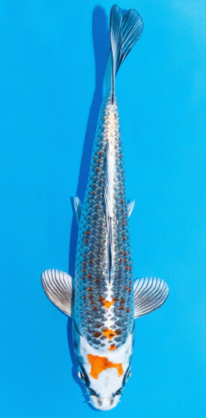 Koi 20-25cm Nr. 1993