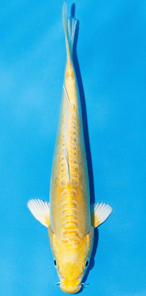 Koi 20-25cm Nr. 1978