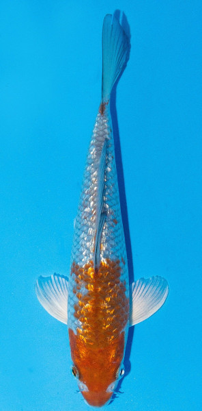 Koi 20-25cm Nr. 2009