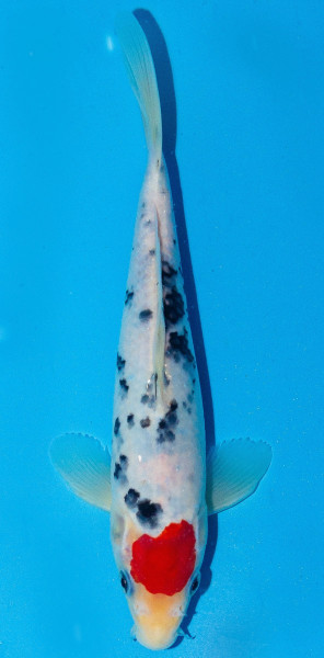 Koi 20-25cm Nr. 1913