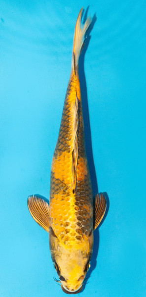 Koi 30-35cm Nr. 3958