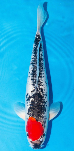 Koi 40-45cm Nr. 1515
