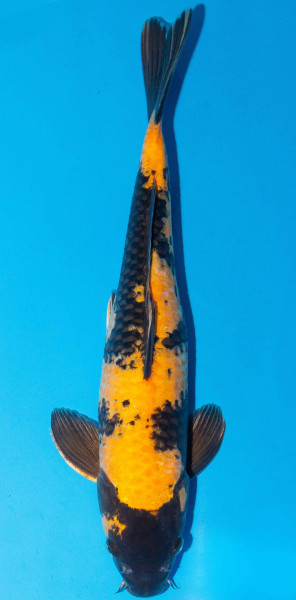 Koi 40-45cm Nr. 1551