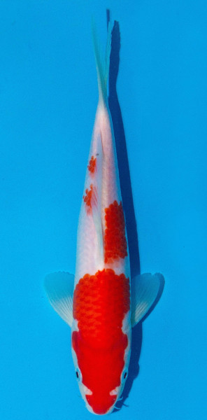 Koi 20-25cm Nr. 1935
