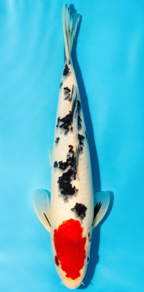 Koi 30-35cm Nr. 3931