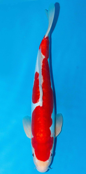 Koi 40-45cm Nr. 1590