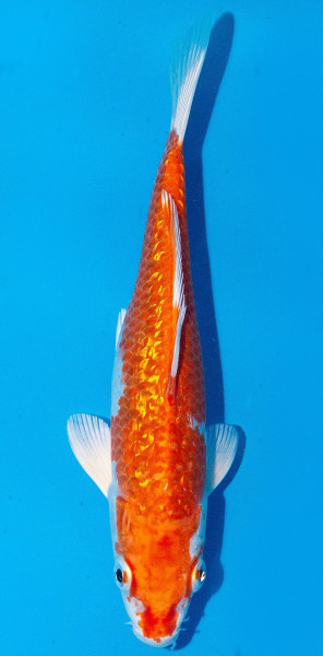 Koi 20-25cm Nr. 1914