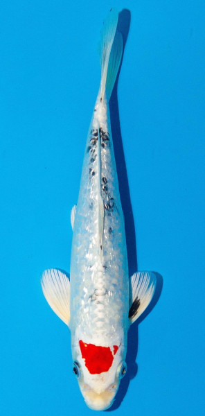 Koi 20-25cm Nr. 1946