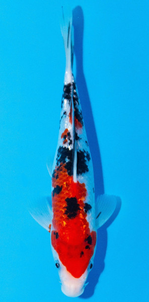 Koi 20-25cm Nr. 2008