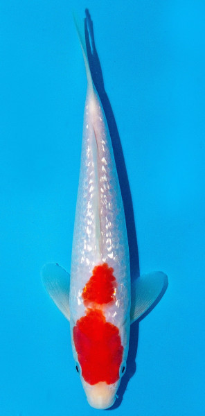 Koi 20-25cm Nr. 2010