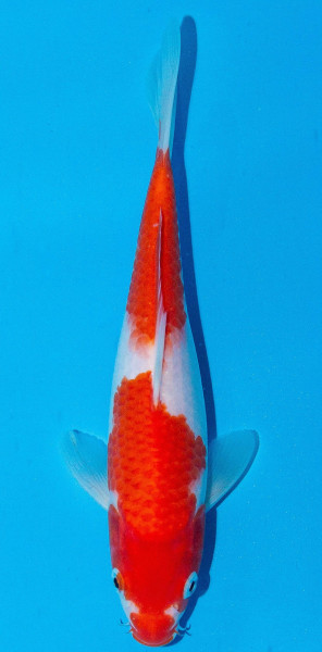 Koi 20-25cm Nr. 1956