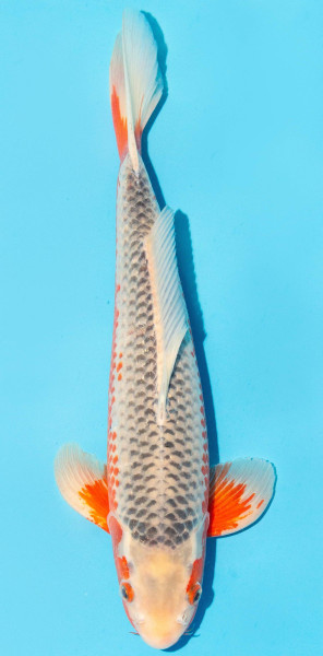 Koi 35-40cm Nr. 1319