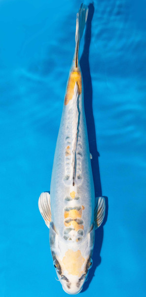 Koi 40-45cm Nr. 1520