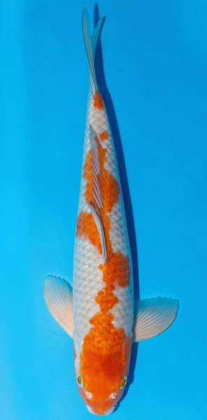 Koi 40-45cm Nr. 1552