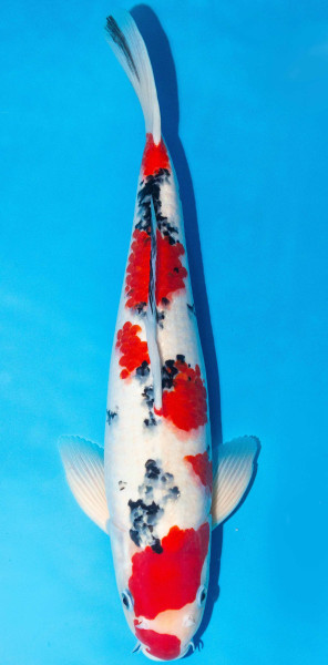 Koi 40-45cm Nr. 1509