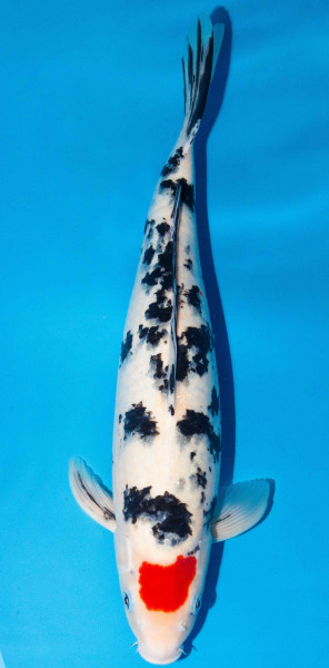 Koi 40-45cm Nr. 1567