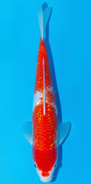 Koi 20-25cm Nr. 2035