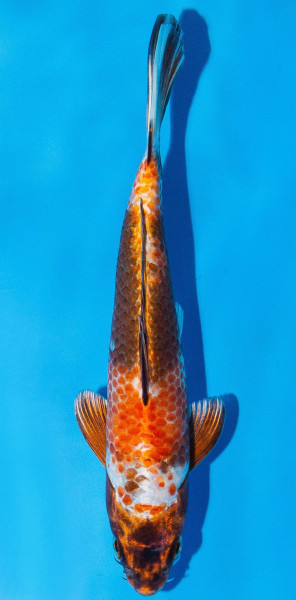 Koi 20-25cm Nr. 1916