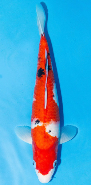 Koi 35-40cm Nr. 1394