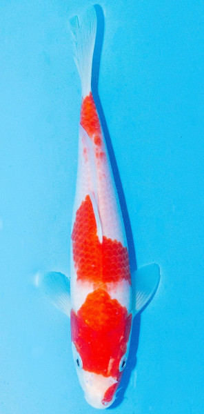 Koi 25-30cm Nr. 1104