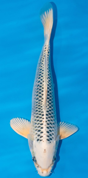 Koi 30-35cm Nr. 1078