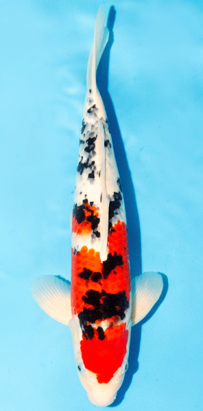 Koi 35-40cm Nr. 1323