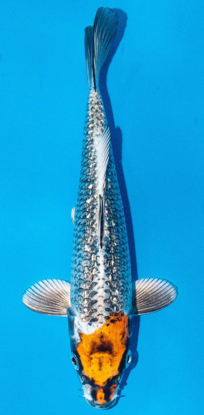 Koi 20-25cm Nr. 2029